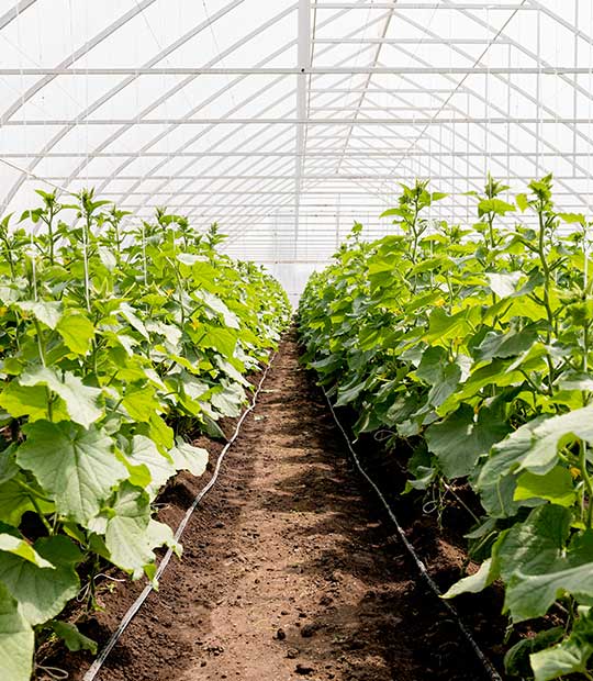garden horticulture