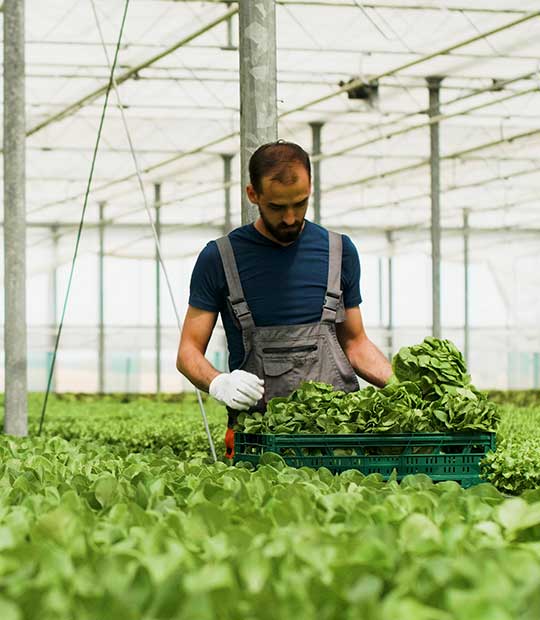 garden organic